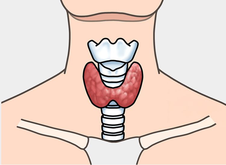 甲状腺イメージ画像